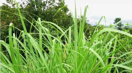 初夏绿色植物斑茅草实拍