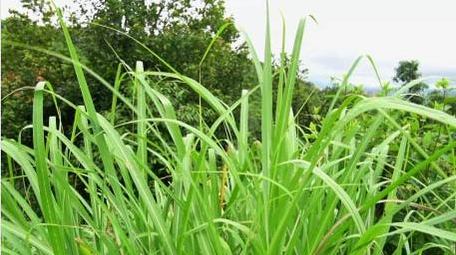 初夏绿色植物斑茅草实拍