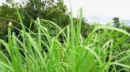 初夏绿色植物斑茅草实拍