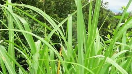 初夏绿色植物斑茅草实拍