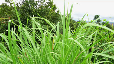 初夏绿色植物斑茅草实拍