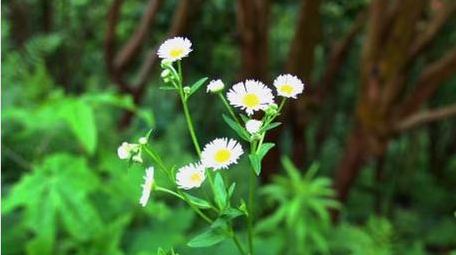 初夏绿色植物野菊花盛开