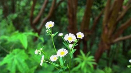 初夏绿色植物野菊花盛开