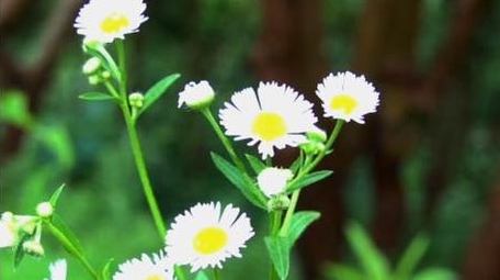 初夏绿色植物野菊花盛开