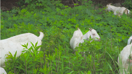动物羊群草坪上羊群吃草4K实拍