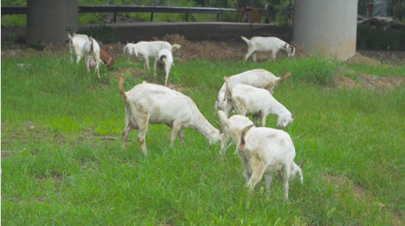 动物羊群草坪上羊群吃草4K实拍