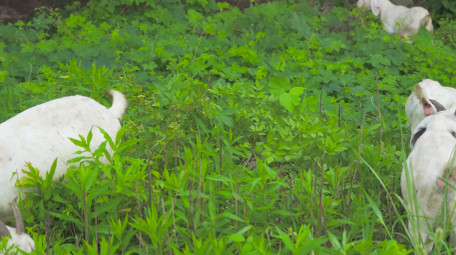 动物羊群草坪上羊群吃草4K实拍