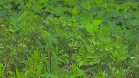 动物羊群草坪上羊群吃草4K实拍