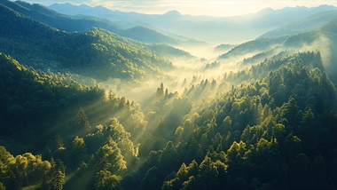 大气森林云雾大自然循环视频