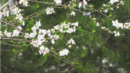 春日植物李花盛开春天花朵4K实拍