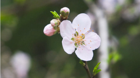 春日植物李花盛开春天花朵4K实拍
