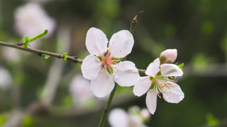 春日植物李花盛开春天花朵4K实拍