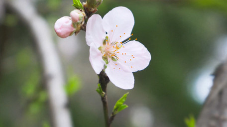 春日植物李花盛开春天花朵4K实拍