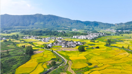 春季农业皖南<strong>乡村</strong>油菜花农田4K航拍