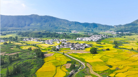 春季农业皖南<strong>乡村</strong>油菜花农田4K航拍