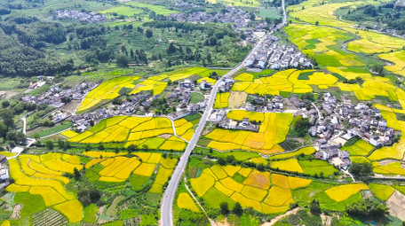 春季农业皖南<strong>乡村</strong>油菜花农田4K航拍