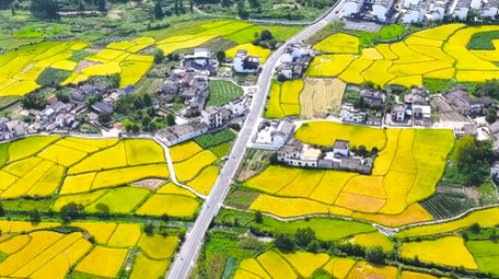 春季农业皖南<strong>乡村</strong>油菜花农田4K航拍