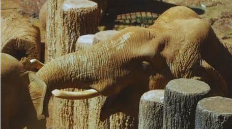 动物园里的大象哺乳动物实拍