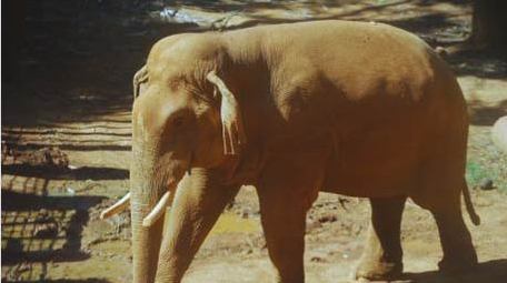 动物园里的大象哺乳动物实拍