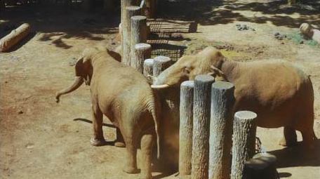 动物园里的大象哺乳动物实拍