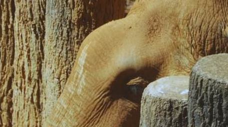 动物园里的大象哺乳动物实拍