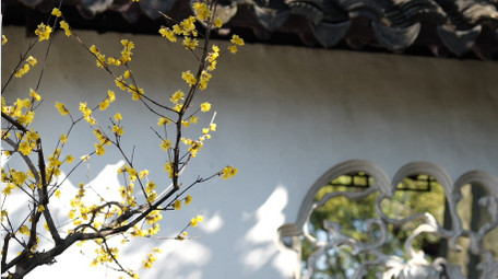 唯美春天沧浪亭腊梅花窗实拍