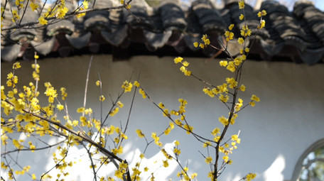 唯美春天沧浪亭腊梅花窗实拍