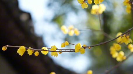 唯美春天沧浪亭腊梅花窗实拍