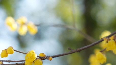 唯美春天沧浪亭腊梅花窗实拍