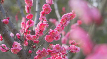 春日植物梅花春天花朵唯美梅花盛开4K实拍
