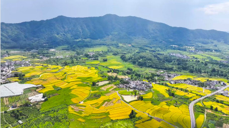 春季农业美丽<strong>乡村乡村</strong>油菜花农田4K航拍