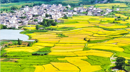 春季农业美丽<strong>乡村乡村</strong>油菜花农田4K航拍