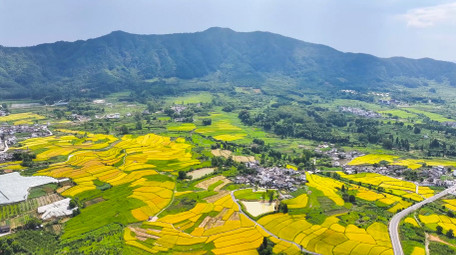 春季农业美丽<strong>乡村乡村</strong>油菜花农田4K航拍