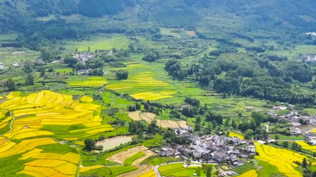 春季农业美丽<strong>乡村乡村</strong>油菜花农田4K航拍