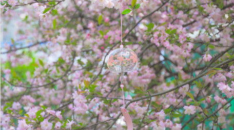 春天花朵植物唯美春暖花开海棠花4K实拍