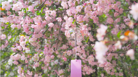 春天花朵植物唯美春暖花开海棠花4K实拍