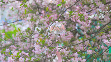 春天花朵植物唯美春暖花开海棠花4K实拍