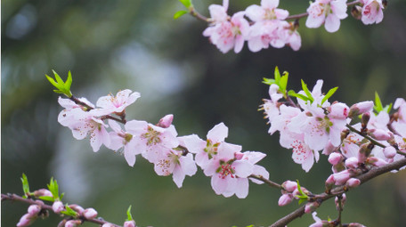 春天植物花朵桃花唯美春景4K实拍