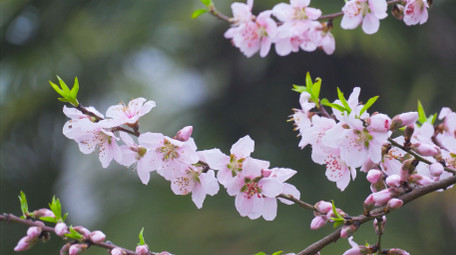 春天植物花朵桃花唯美春景4K实拍
