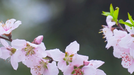 春天植物花朵桃花唯美春景4K实拍