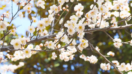 春天植物花朵梅花白色梅花盛开4K实拍
