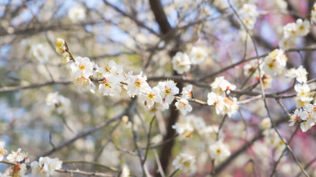 春天植物花朵梅花白色梅花盛开4K实拍