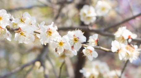 春天植物花朵梅花白色梅花盛开4K实拍