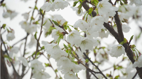 春季植物花朵樱花春暖花开4K实拍