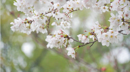 春季植物花朵樱花春暖花开4K实拍