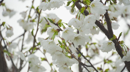 春季植物花朵樱花春暖花开4K实拍