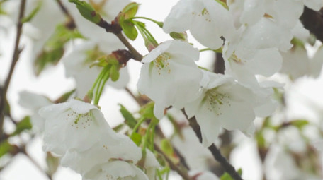 春季植物花朵樱花春暖花开4K实拍