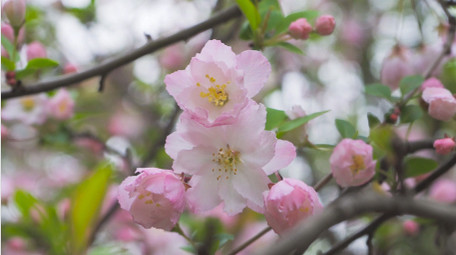 春日花朵植物春暖花开海棠花盛开4K实拍