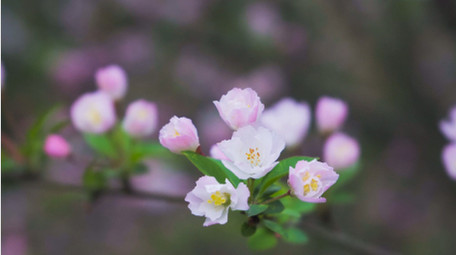 春日花朵植物春暖花开海棠花盛开4K实拍