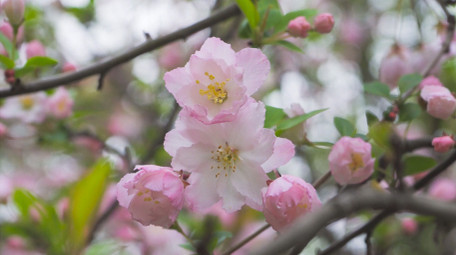 春日花朵植物春暖花开海棠花盛开4K实拍